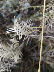 Cymbaria daurica