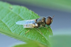 Oplodontha pulchriceps