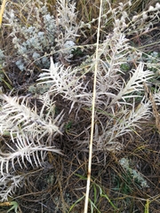 Cymbaria daurica