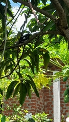 Copsychus saularis ceylonensis