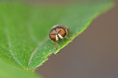 Oplodontha pulchriceps