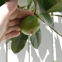 Pouteria lucuma
