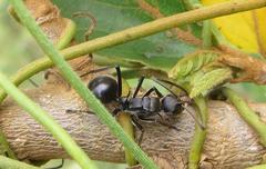 Polyrhachis gagates