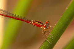 Agriocnemis rubricauda