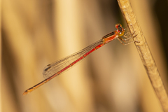 Agriocnemis rubricauda