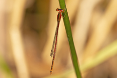 Agriocnemis rubricauda