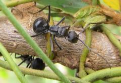 Polyrhachis gagates