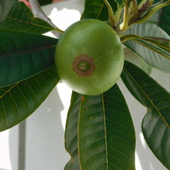 Pouteria lucuma