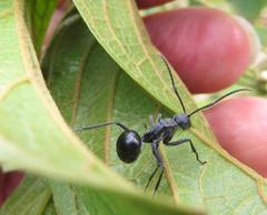 Polyrhachis gagates