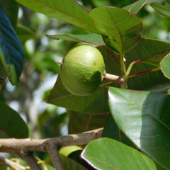 Pouteria lucuma