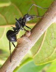 Polyrhachis gagates