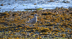 Larus glaucoides thayeri