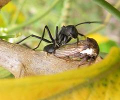 Polyrhachis gagates
