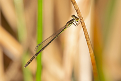 Agriocnemis rubricauda
