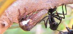 Polyrhachis gagates