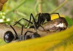 Polyrhachis gagates