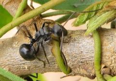 Polyrhachis gagates