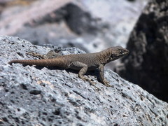 Liolaemus austromendocinus