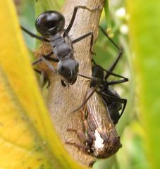 Polyrhachis gagates