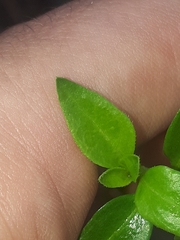 Opercularia ovata