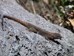 Liolaemus austromendocinus