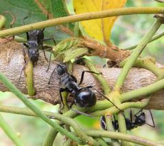 Polyrhachis gagates