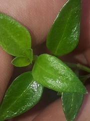 Opercularia ovata