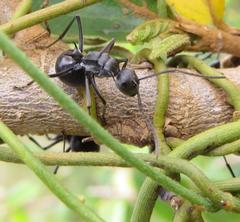 Polyrhachis gagates