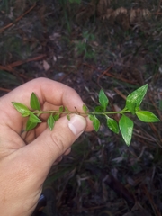 Opercularia ovata