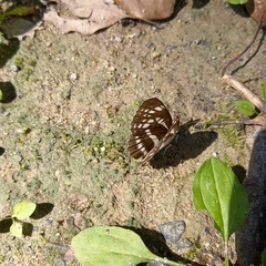 Neptis pryeri