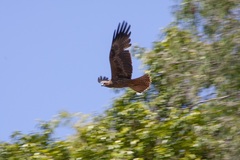 Erythrotriorchis radiatus