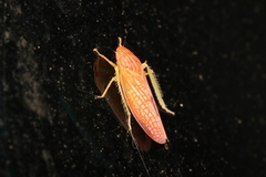 Gyponana gladia