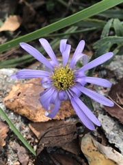 Aster tataricus
