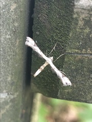 Stenoptilodes taprobanes