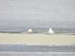 Gelochelidon nilotica