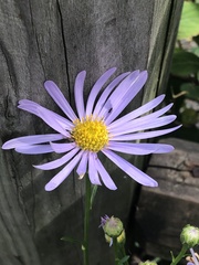 Aster tataricus