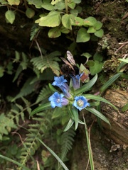 Gentiana davidii