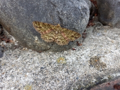 Paradarisa chloauges