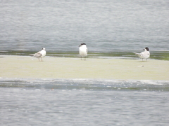 Gelochelidon nilotica