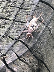 Svistella bifasciata
