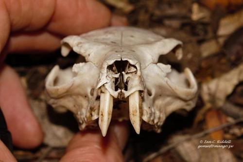 Procaviidae