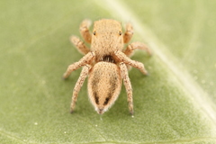 Habronattus virgulatus