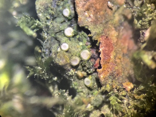 Pušinė dubakerpė nuotrauka