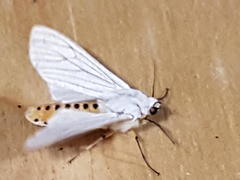 Ustjuzhania lineata