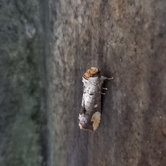 Phalera angustipennis