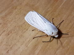 Ustjuzhania lineata