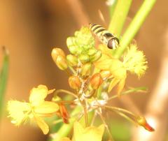 Ischiodon aegyptius