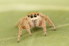 Habronattus virgulatus