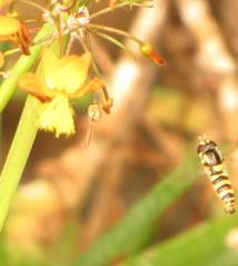 Ischiodon aegyptius