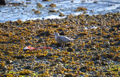 Larus glaucoides thayeri